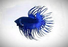 crowntail betta